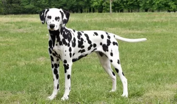 Buy Wonderful Dalmatian Puppy To Have As A Companion—Dalmatian Grooming Advice